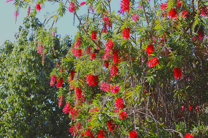 garden, flowers, flower, nature, spring, red, flower garden