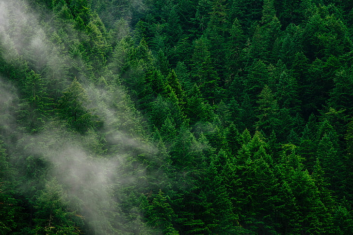 árvores, nevoeiro, floresta, verde, natureza, nuvens, estética