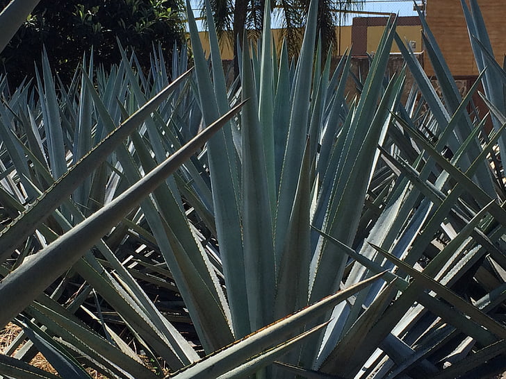 blauwe agave, Tuin, Tequila, Mexico