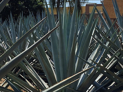 agave-azul, jardim, tequila, México