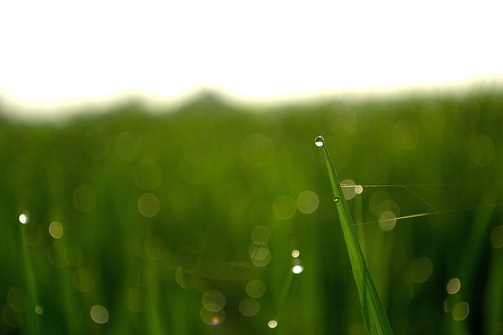 dew, drops of water, nature, cornfield, green, plant