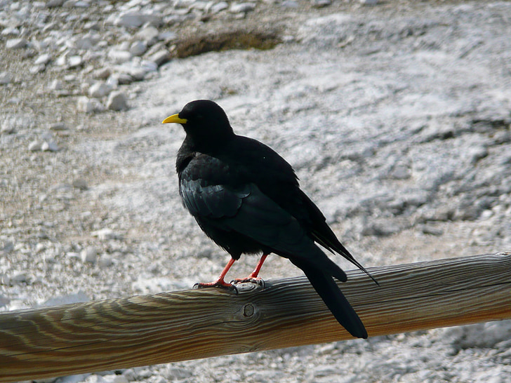 crow, mountain, yellow beak