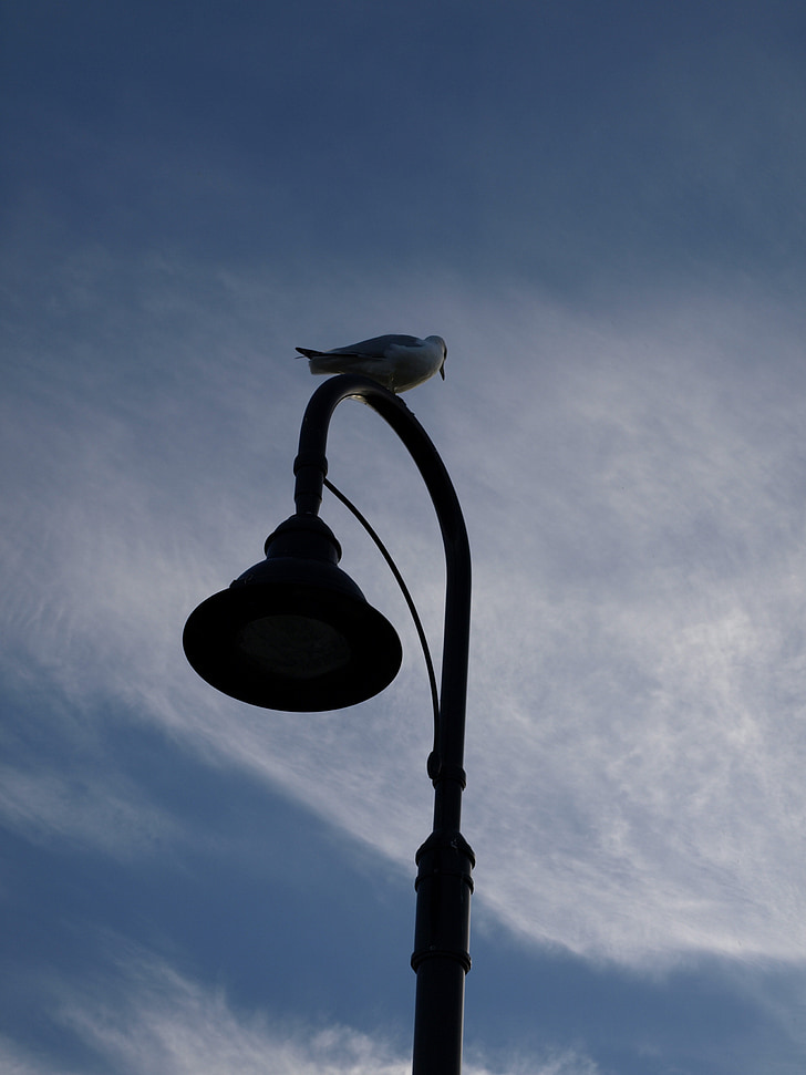 silhouette, bird, lamp, nature, animal