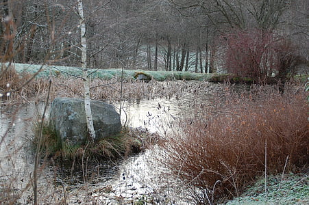 pond, nature, water plan, winter
