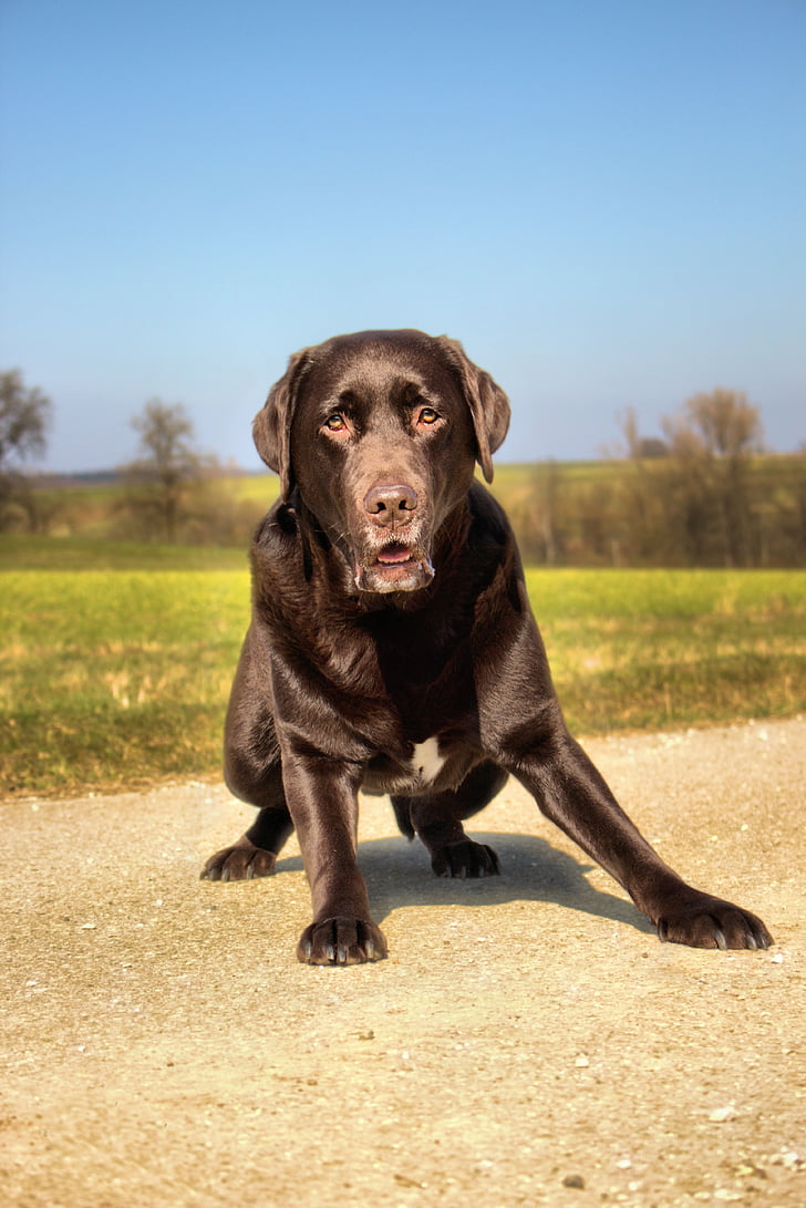 perro, mascota, Labrador