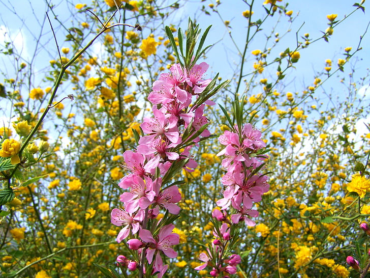 blomstrende mandel busk grene, Pink, forår, natur, blomst, plante, gul