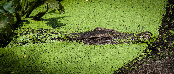 krokodils, kamuflāža, zaļa, ūdens augi, rāpulis, aligators, daba