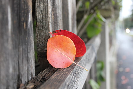 jesień, pozostawia, Jesienne liście, Natura, kolory, czerwony, płot