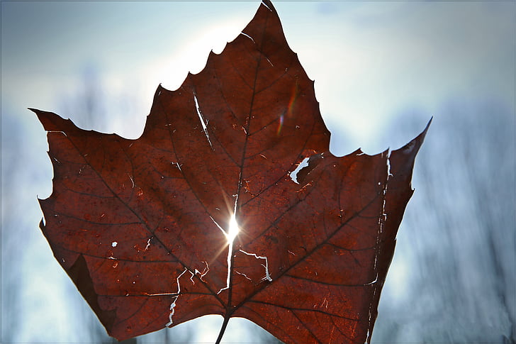 leaf, light, sky, leaves, sun, nature, autumn