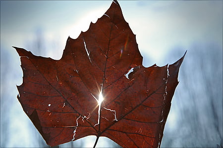 list, svjetlo, nebo, lišće, Sunce, priroda, jesen