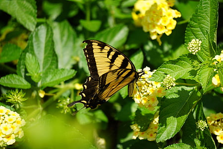 flowers, butterfly, yellow, insect, butterfly - Insect, nature, flower