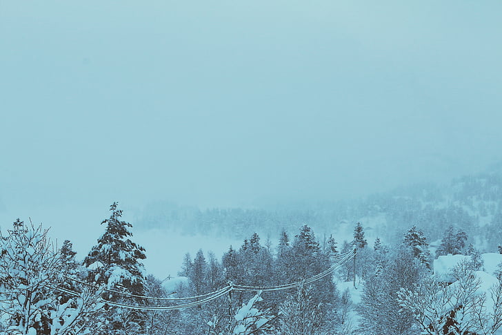 koki, uz kuriem, sniega, dienas, ziemas, auksti, Blizzard
