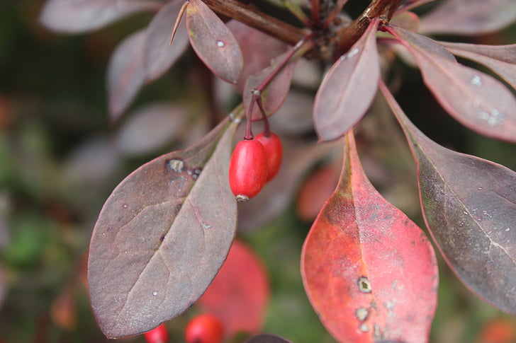 weather, autumn, fruit, nature, leaf, red, tree