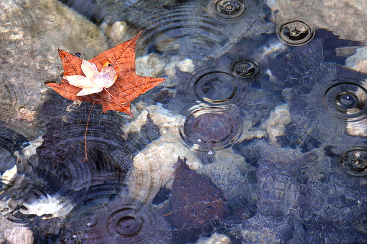 Maple, mùa thu, lá, lá, autumnal, theo mùa, ngoài trời