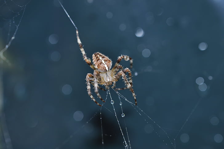 spider, cobweb, network, insect