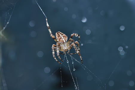 edderkop, spindelvæv, netværk, insekt