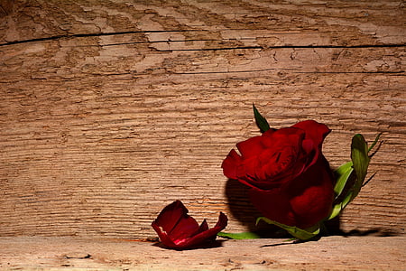 Роза, красный, цветок, Блоссом, Блум, Вуд, Справочная информация