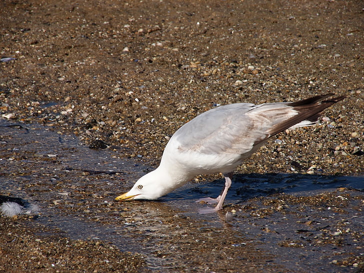 seagull, drinking, beach, coast, summer, grey, sand