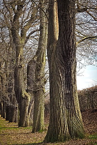 drzewa, stary, Stare drzewo, Natura, drewno, lasu, Dziennik