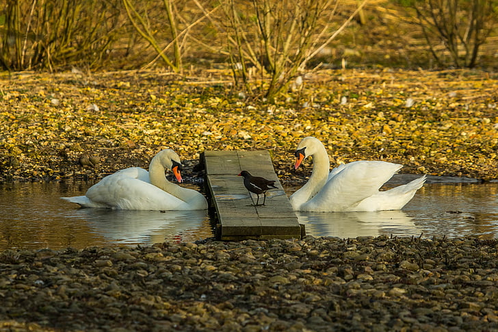 swans, nature, birds, bird, lake, swan, pond