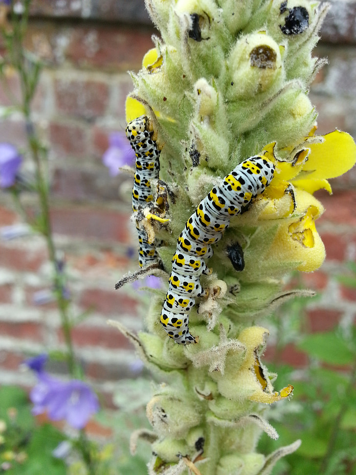 caterpillar, flower, brick wall, insect, nature, yellow, purple