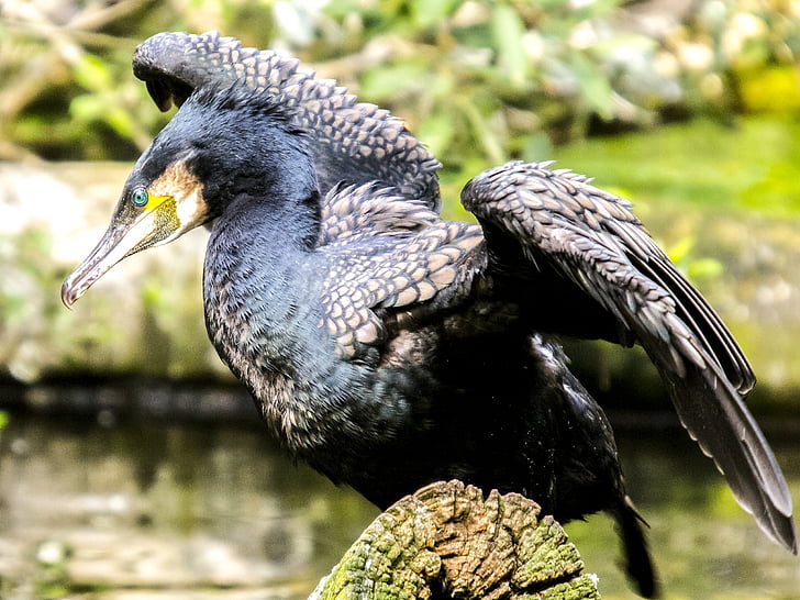 cormorant, bird, water bird, nature, animal