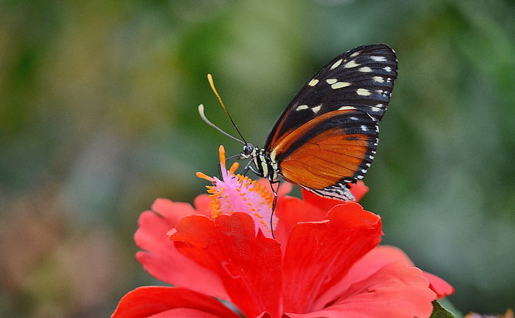 papillon, animal, insecte, faune, mouche, macro, ailes