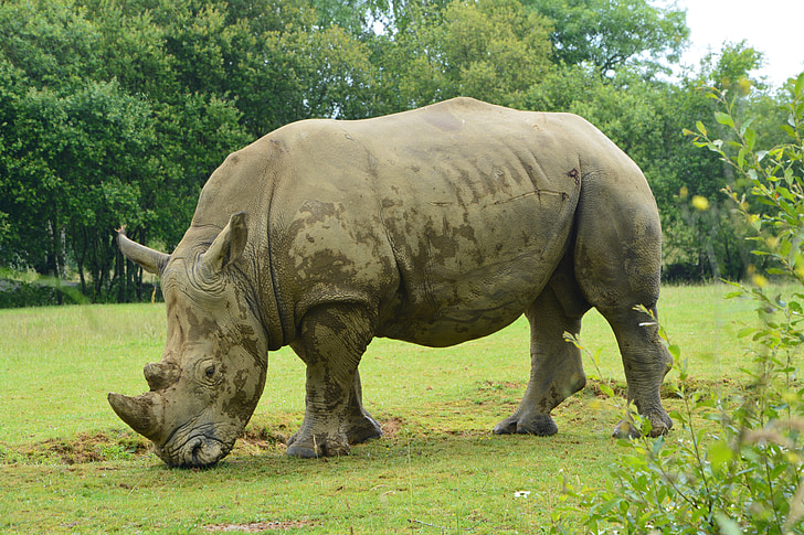 rhinoceros, mammal, herbivore, nature, animal, wild