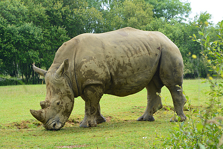 rhinocéros, mammifère, herbivore, nature, animal, sauvage