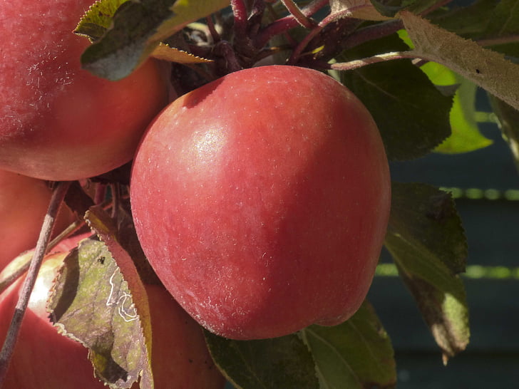 Apple, rojo, cosecha, manzana roja, Frisch, vitaminas, fruta