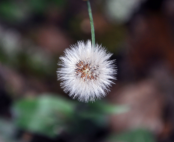 dandelion, macro, nature