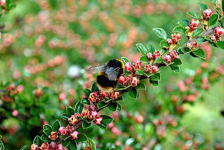 大黄蜂, 绿色, 自然, 昆虫, 昆虫, 蜜蜂, 花