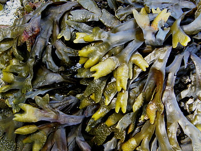 kelp, algas marinas, mar, naturaleza, textura, patrón de, planta