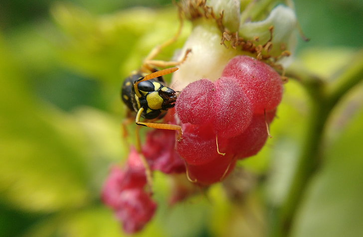 macro, raspberry, summer, nature, insect, wasp, flower