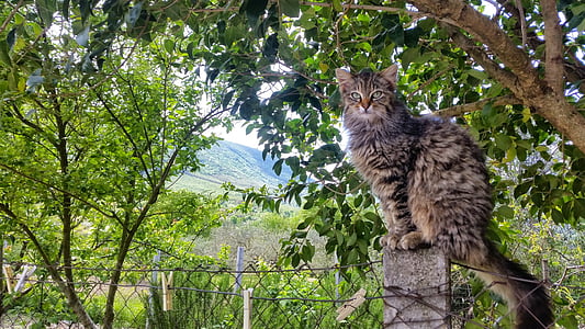 kedi, Kediler, İtalya, Şehir, Turizm