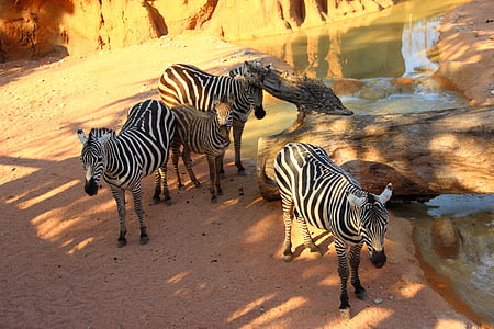 Zebras, Tiere, Zoo, Zebra, gestreift, Herde, tierische wildlife