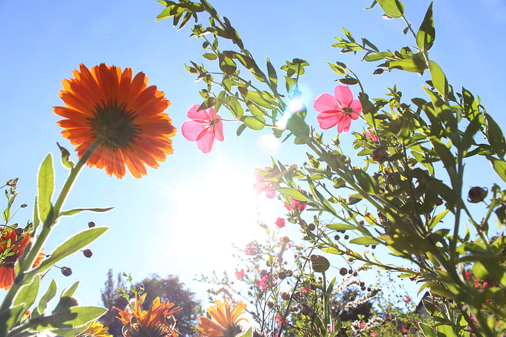 flowers, photographed from below, gegenlichtaufnahme, back light, sunbeam, sun, lighting