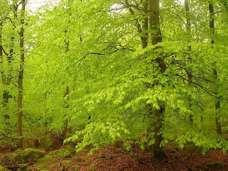 buk lesný, kniha, Beeches, Zelená, jar, Forest, Švédsko