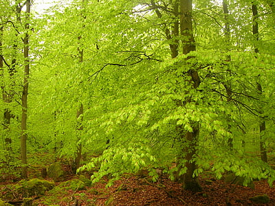 beech forest, book, beeches, green, spring, forest, sweden