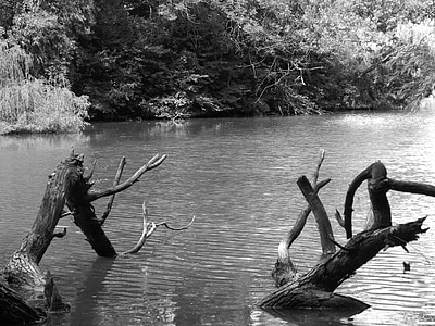black and white, black and white photo, wood, water, bach root, bank, trees