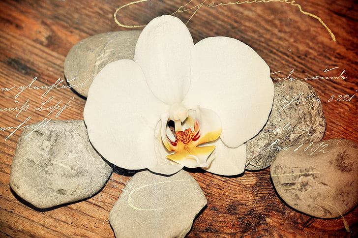 wood, stones, orchid, flower, blossom, bloom, font