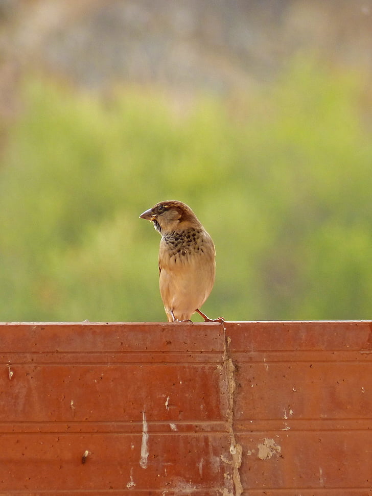 Sparrow, usiné dans la masse, arrière-plan