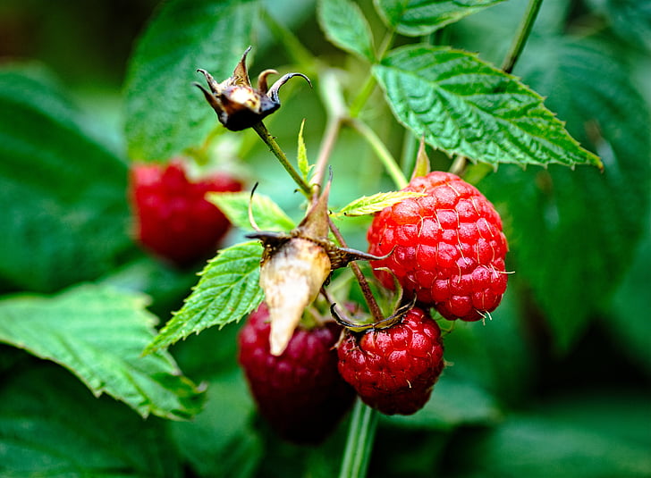Raspberry, Taman, tanaman, ramping, resep lezat, buah yang matang, makro