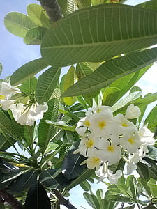 plumeria, frangipani, green, flora, summer, flowers