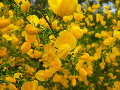 σκούπα, λουλούδι, Κίτρινο, μυρωδιά, άνθος, άνθιση, φύση