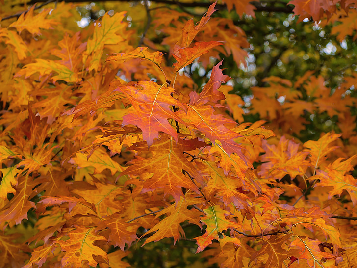 lišće, jesen, priroda, jesenje lišće, stablo list, lišće, Crveni