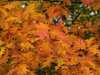 listy, na podzim, Příroda, podzimní listí, stromové listí, listoví, červený list