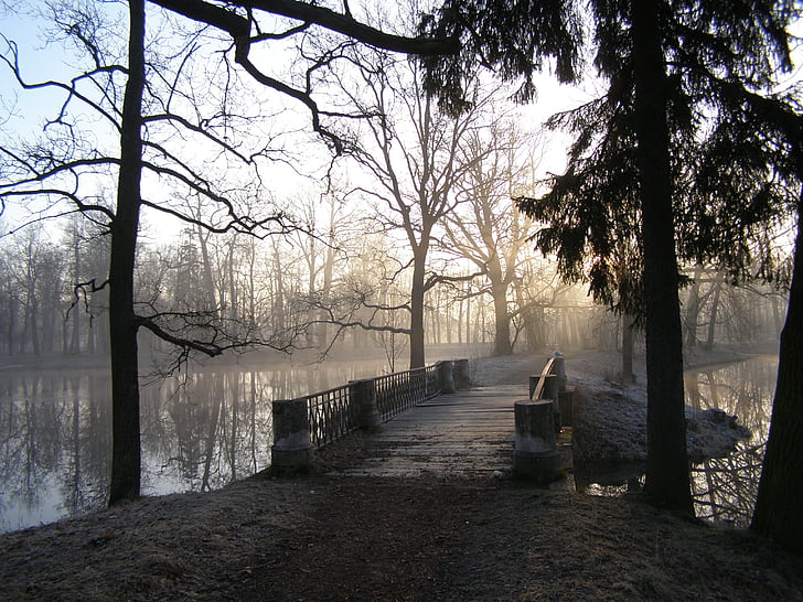 Park, tó, tavaszi, reggel, híd, köd