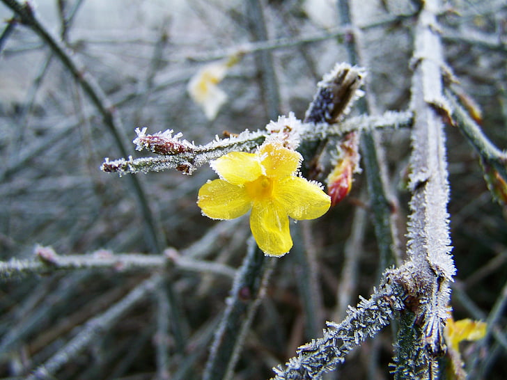 Jasmin, vinter, Frost, rimfrost, naturen, blommar på, kalla