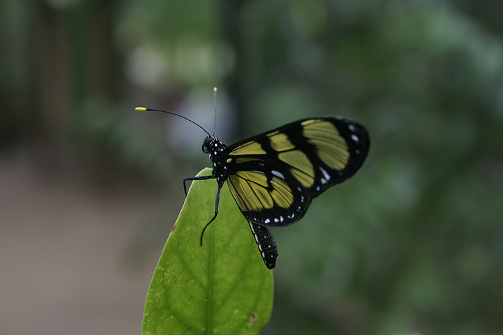 butterfly, insects, wings, nature, green, life, butterfly wings